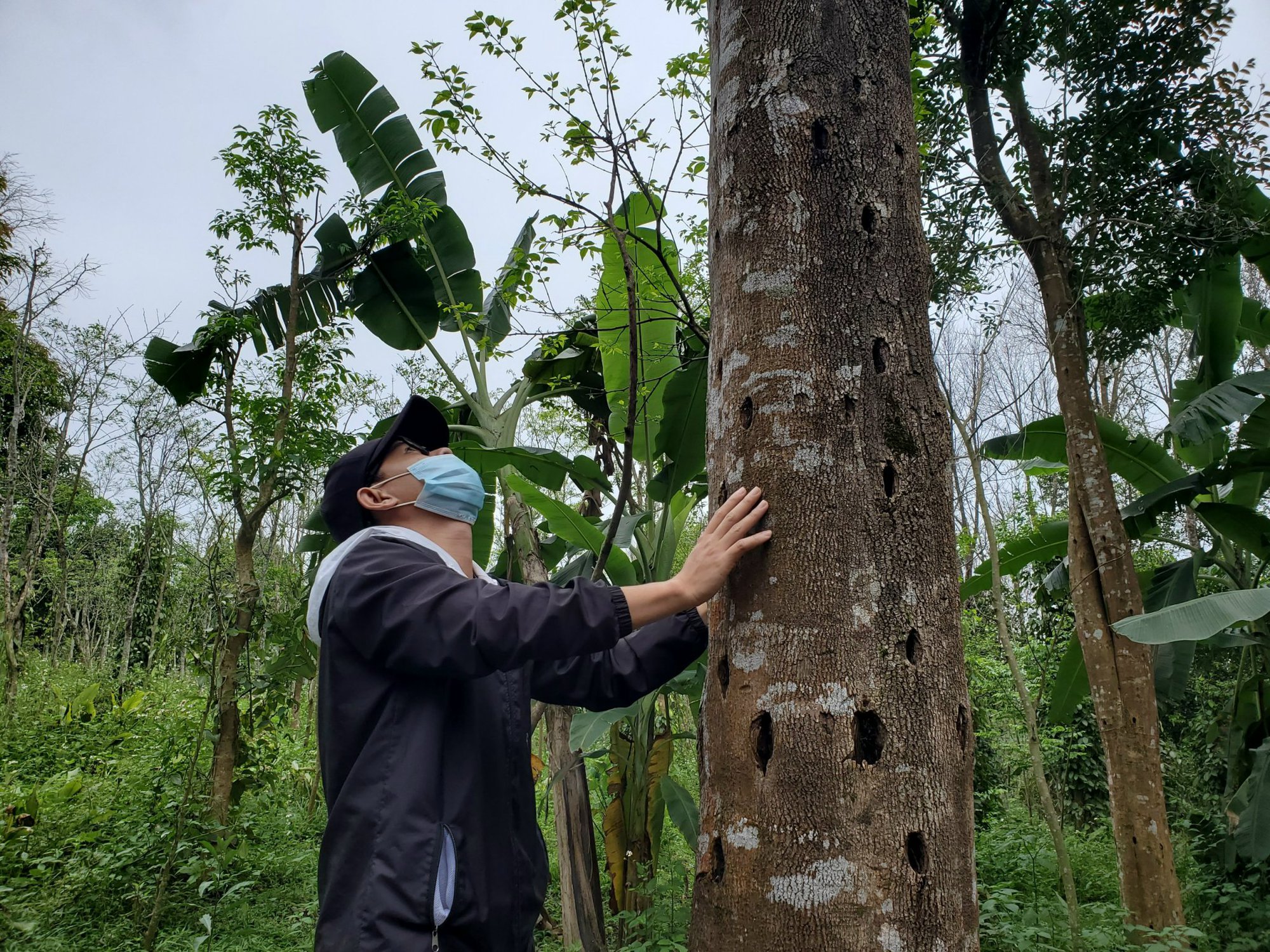 Cây dó bầu